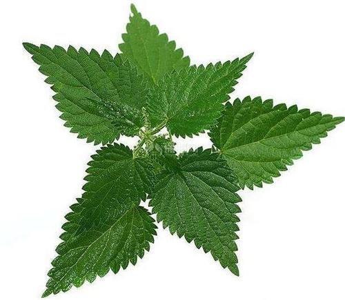 花语大全:荨麻草的花语及象征意义