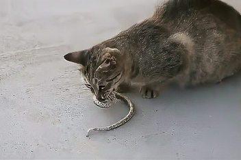 梦见朋友的蛇把猫咬死了是什么意思