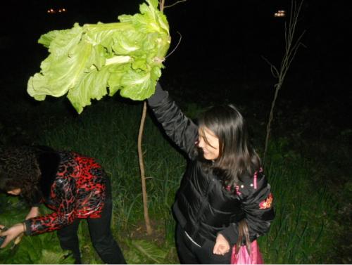 女人梦见在菜地里偷菜什么意思