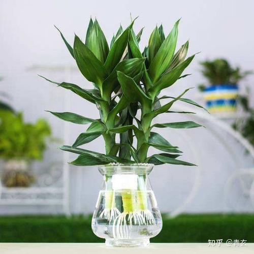 属兔的人适合养什么植物?