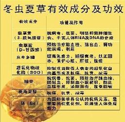 冬虫夏草名字的由来