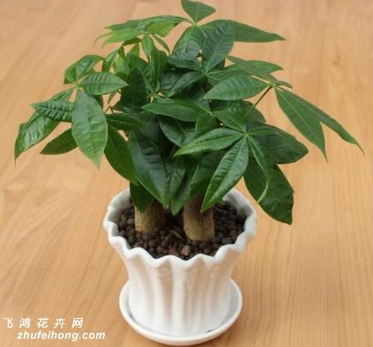 生肖狗的幸运植物:发财树