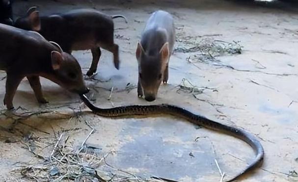 蛇与猪在一起生活相冲吗