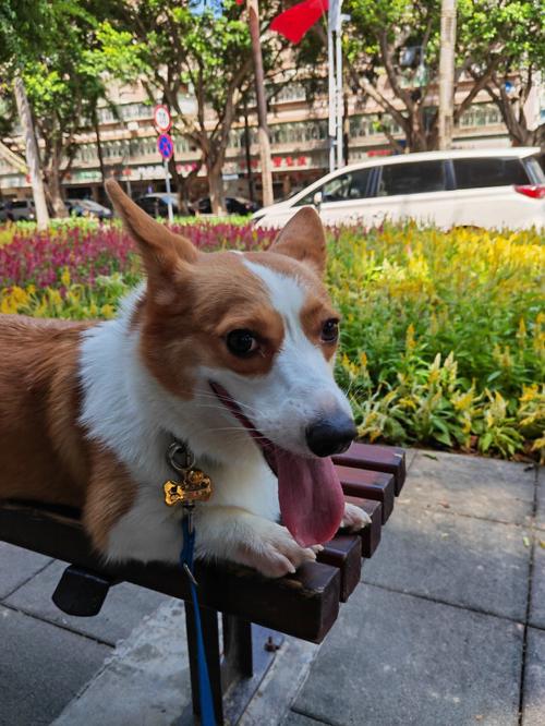 会令属狗的人抓狂的事是什么