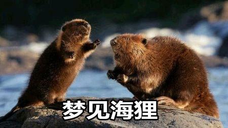 梦见海狸是什么意思