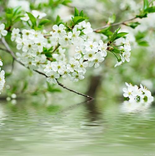梦见梨花什么意思