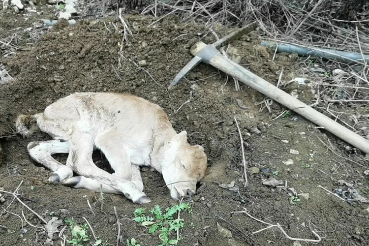 梦见牛犊死了