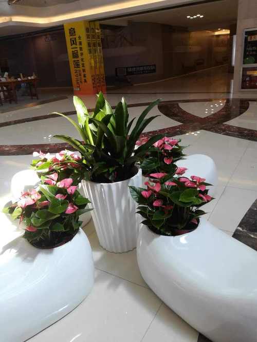 店铺收银台适合摆放哪种花卉植物呢?