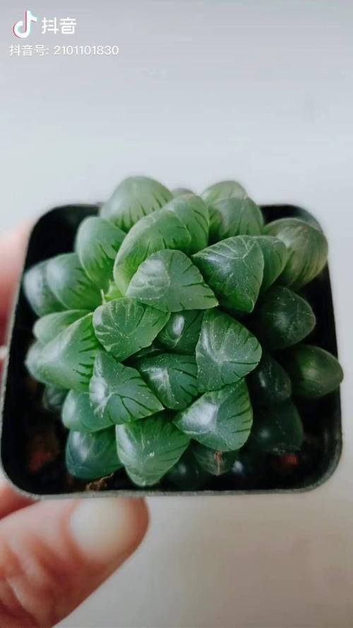 属鸡的开运植物是什么?一种多肉植物?