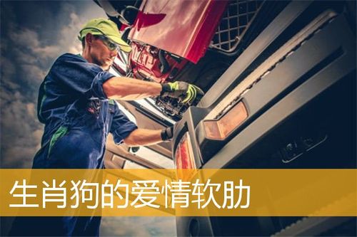 生肖狗的男生怎么经营爱情