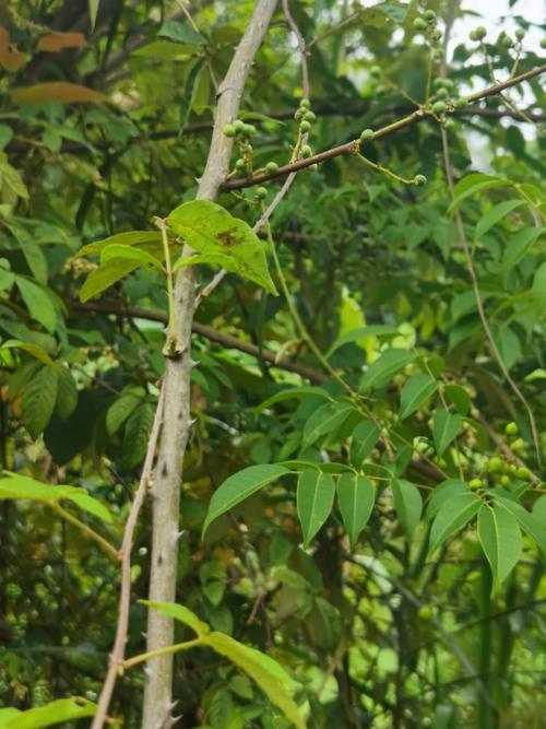 梦见花椒 花椒树周公解梦,梦见花椒 花椒树是什么意思?