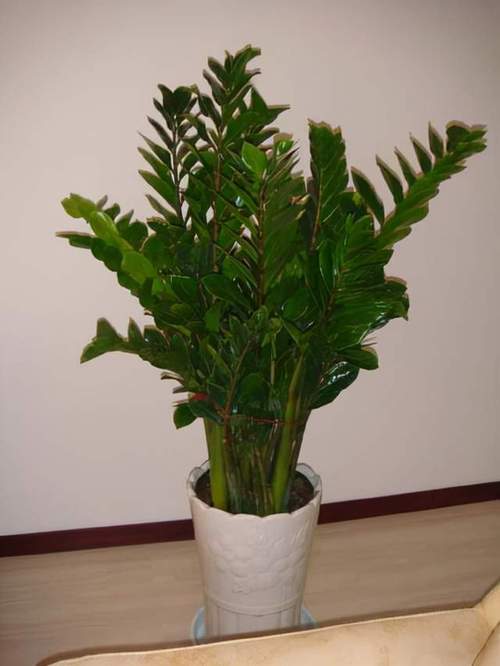 旺财家居风水植物摆放