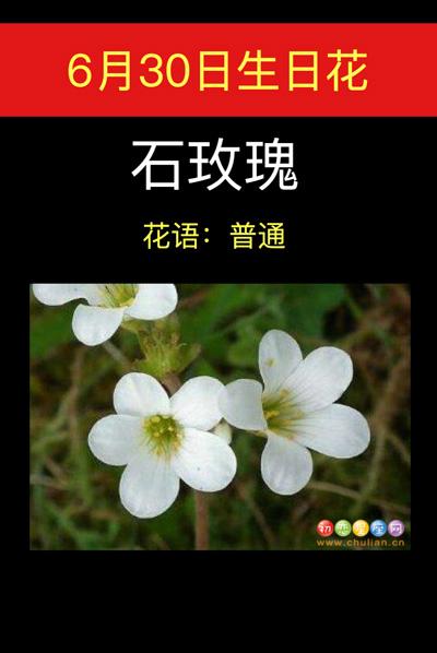 6月30日生日花语:石玫瑰