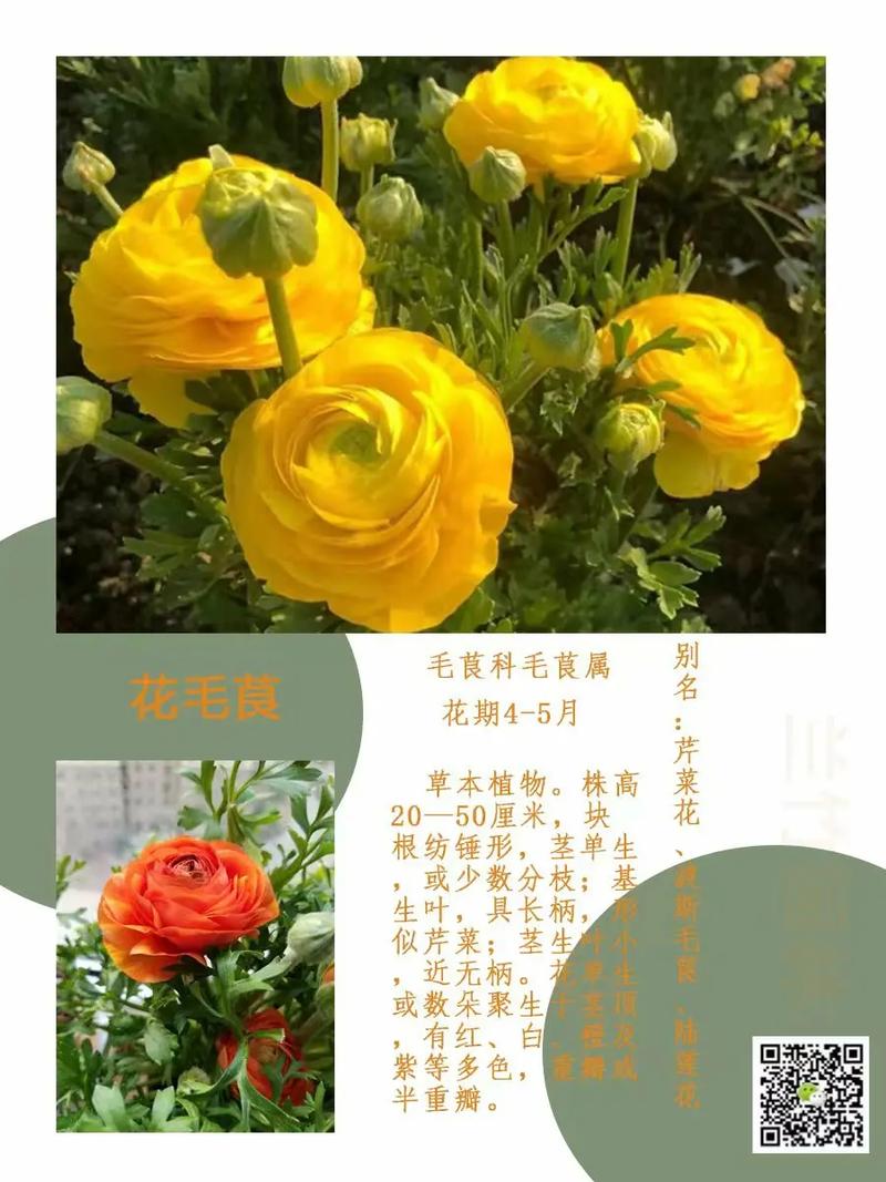 6月13日花语:毛茛,生日花语受欢迎