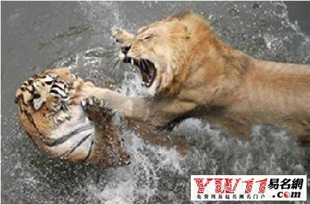 梦见老虎狮子被拴着意味什么?