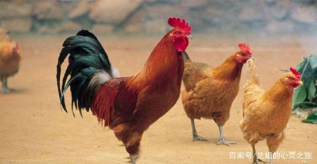 梦见很多鸡鸟 梦见很多鸡鸟什么预兆