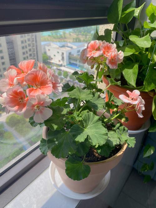 阳台养什么花好