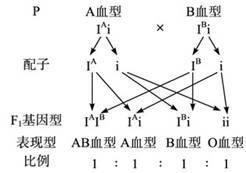 血型遗传生物题