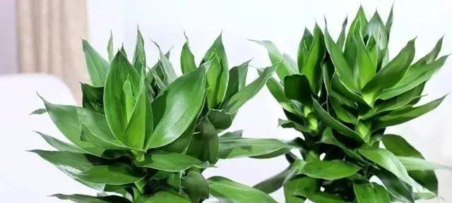八种植物促风水