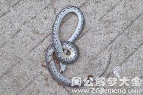 梦见蛇死了见血好不好