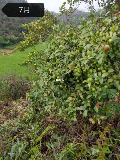 梦见上山摘茶籽