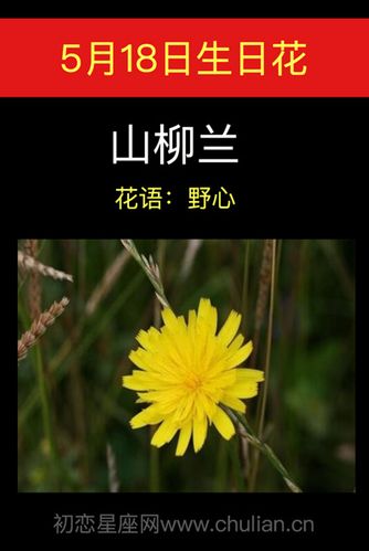 5月18日生日花语:山柳兰,5月18日是什么星座?