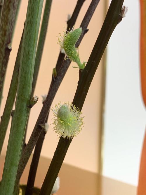 家中种植银柳好不好