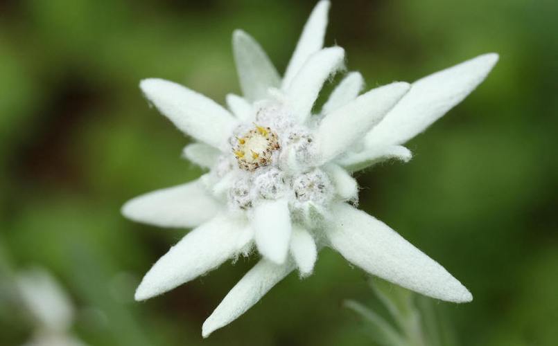 薄雪草花语及象征代表意义
