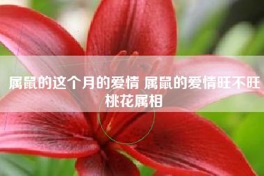 属相爱情分析:属鼠的爱情如何?