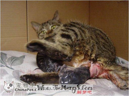 梦见猫在肚子里挣扎