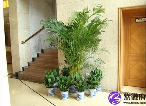 摆放风水植物需要注意哪些事项