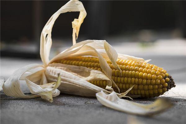 梦见吃生玉米 周公解梦之梦到吃生玉米