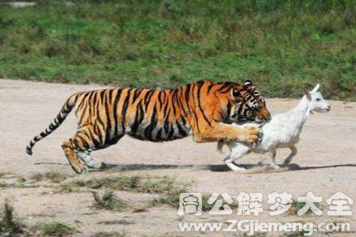 梦见老虎在房梁