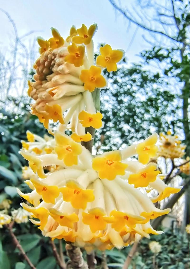 结香花花语