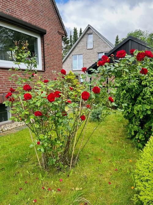 院子里种月季吉利吗?不同颜色的月季花风水寓意?