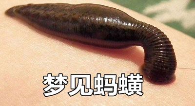 梦见水蛭
