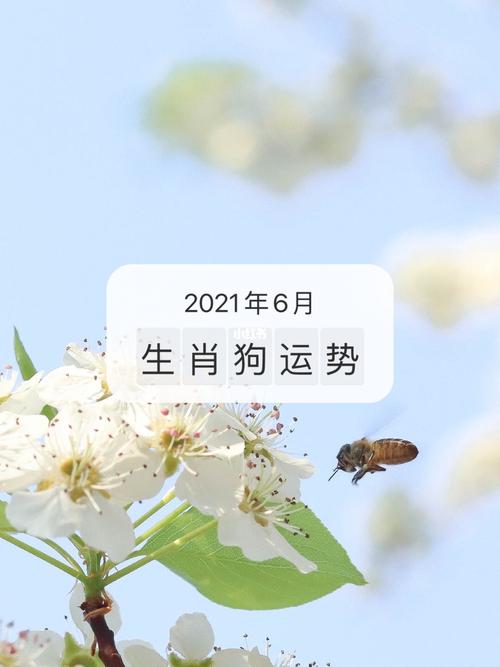 生肖狗2021年6月份运势
