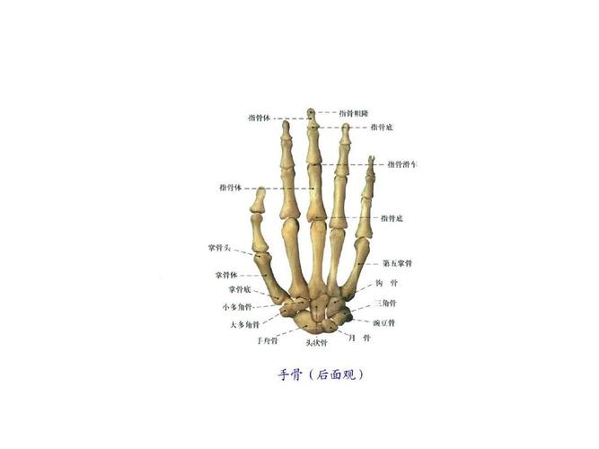 手骨算命图解 手骨脚骨论命口诀最新版