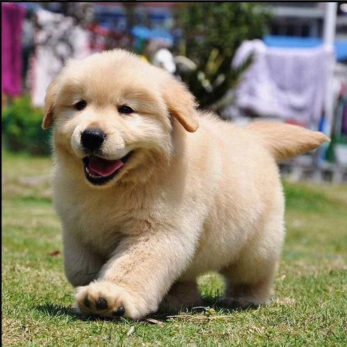 母金毛犬取个名字大全