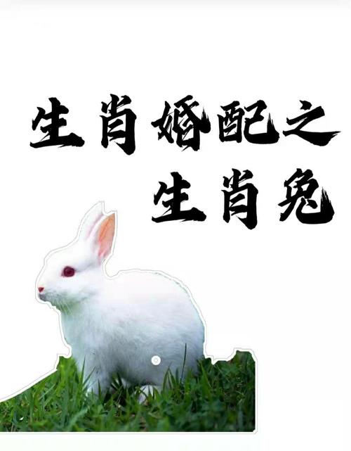 生肖兔和生肖兔相配婚姻会幸福