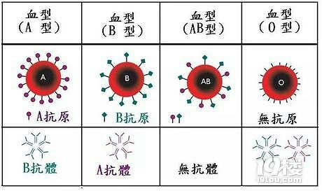 4个血型哪个血型最好