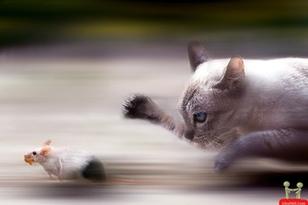 梦见猫追我甩不掉