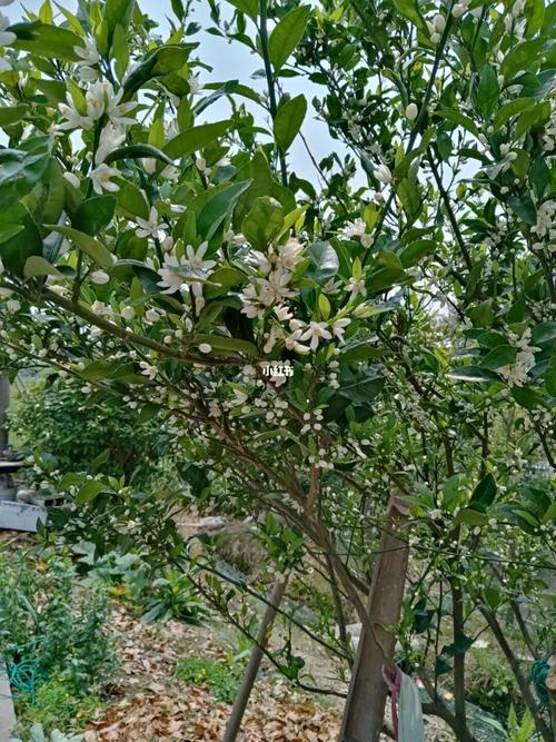 梦见橘子树上开白花结黄橘子