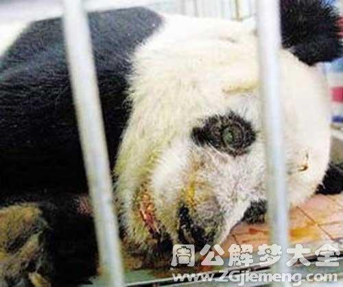 梦见熊猫死了是什么意思