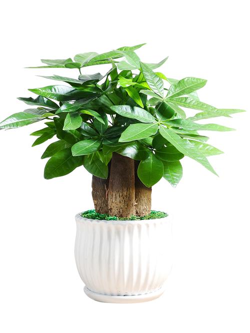 客厅摆什么植物最招财