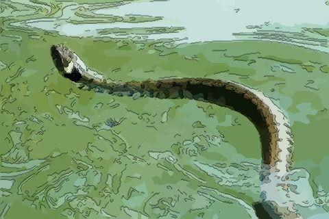 男人梦见蛇在水里游