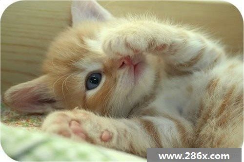 梦见小猫喂奶 周公解梦之梦到小猫喂奶