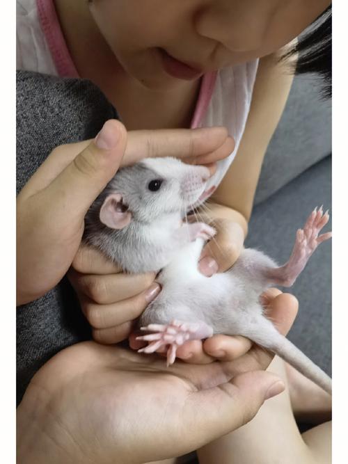 几月鼠命苦,一辈子操劳呢