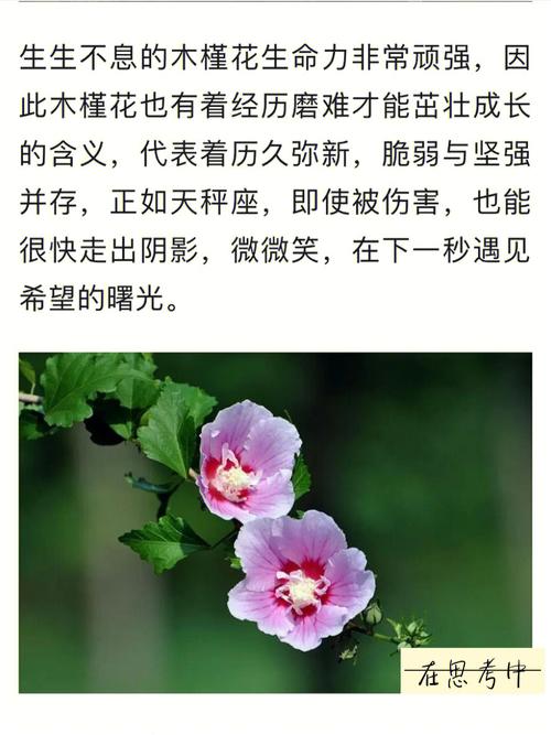 专属于天秤座的守护花