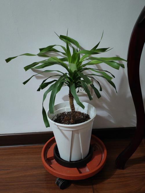 龙血树正对门口好吗